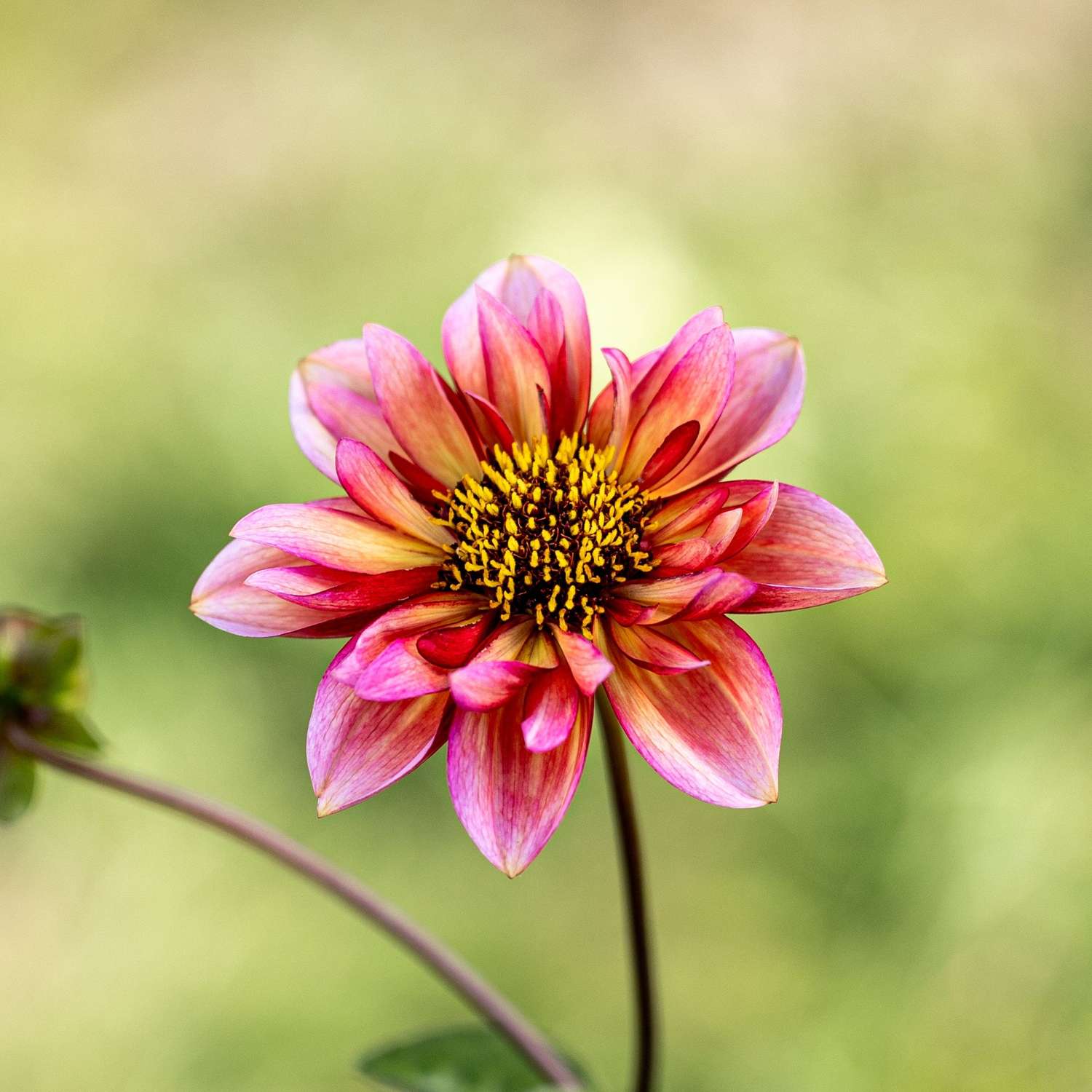 Daalia 'Princess Nadine'